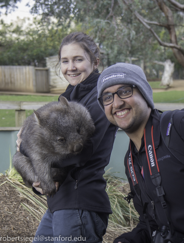 avi and tina the wombat